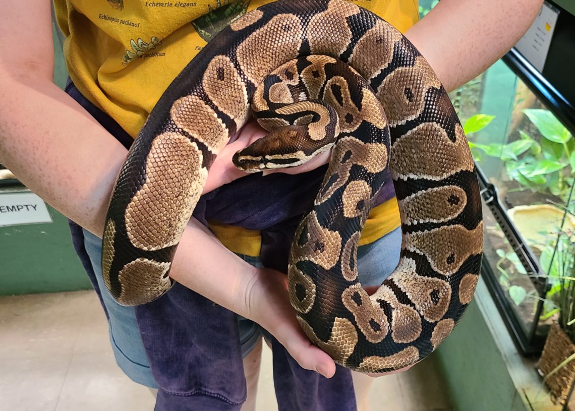Australie : Mordu, enserré et entraîné dans une piscine, un enfant de 5 ans survit à l’attaque d’un python