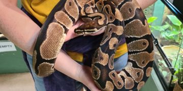 Australie : Mordu, enserré et entraîné dans une piscine, un enfant de 5 ans survit à l’attaque d’un python