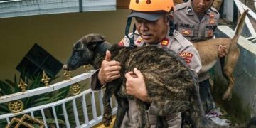 Séisme en Indonésie: le bilan grimpe à 310 morts