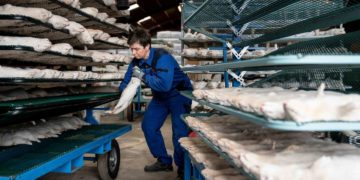 Danemark: l&rsquo;abatage de millions de visons durant la pandémie risque de coûter sa place à la Première ministre