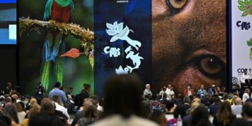 19e sommet des espèces menacées: « traîner en justice » les trafiquants comme nouvel objectif