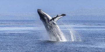 Les baleines bleues absorberaient jusqu’à 10 millions de morceaux de microplastiques par jour