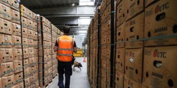 Belgique: manque d&rsquo;incinérateurs pour détruire la cocaïne saisie au port d&rsquo;Anvers, les quantités saisies s&rsquo;accumulent