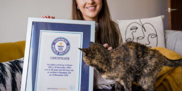 Record: Flossie, 26 ans, le chat le plus vieux au monde