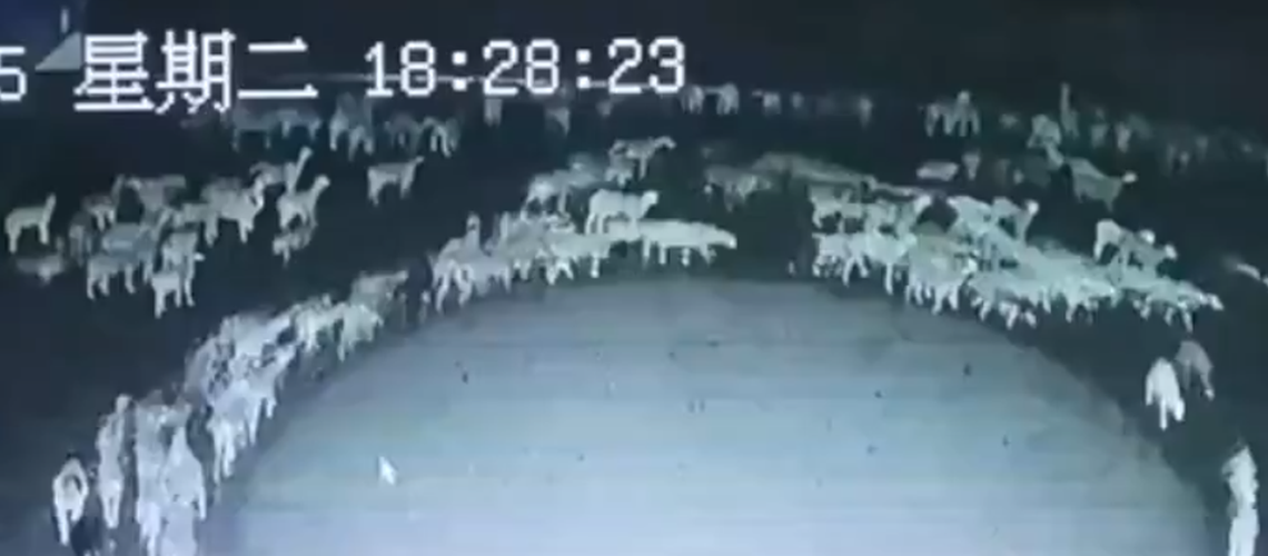 Vidéo virale : des centaines de moutons tournent mystérieusement en rond depuis plusieurs jours