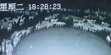 Vidéo virale : des centaines de moutons tournent mystérieusement en rond depuis plusieurs jours