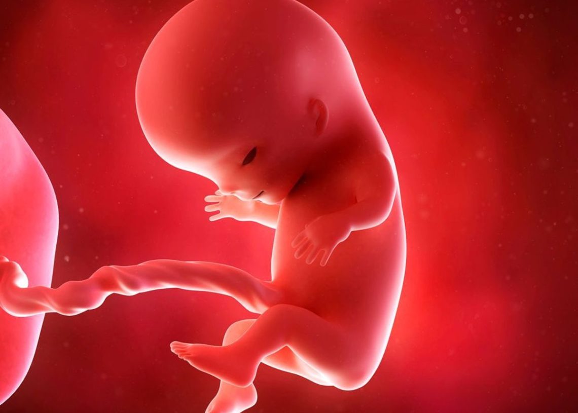 Bizerte: des fœtus cachés dans des pots de fleurs