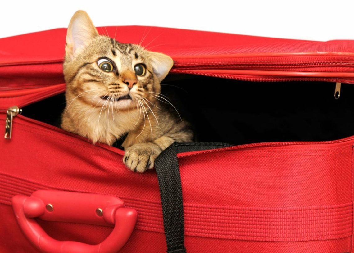 New York: Un chat enfermé par erreur dans une valise, sauvé in extremis lors du passage aux  rayons X à l&rsquo;aéroport