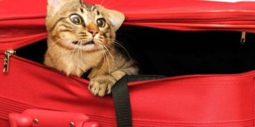 New York: Un chat enfermé par erreur dans une valise, sauvé in extremis lors du passage aux  rayons X à l&rsquo;aéroport