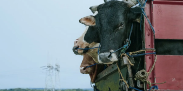 Contrebande: les vaches du pays  passent la frontière algérienne