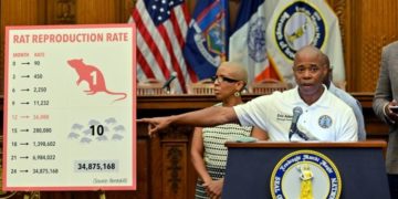 Le « job de rêve » selon la mairie de  New York: chef « sanguinaire » pour l' »abattage » des rats, payé 170.000 dollars par an