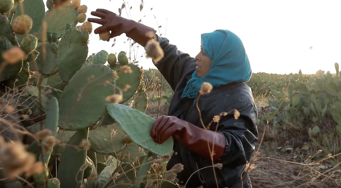 Zelfen: la figue de barbarie en cosmétique, un secteur florissant de l’économie locale