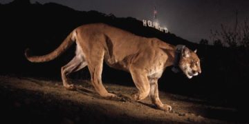 Hollywood Cat: la « mascotte » de Los Angeles est décédée