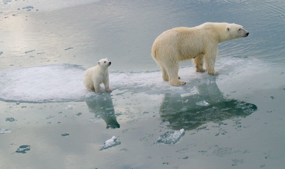 Co-extinction: la Terre va perdre jusqu’à 10% de ses animaux et de ses plantes d’ici 2050