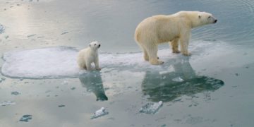 Co-extinction: la Terre va perdre  jusqu&rsquo;à 10% de ses animaux et de ses plantes d&rsquo;ici 2050