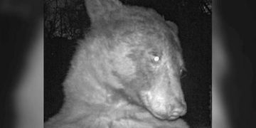 Insolite: un ours prend des centaines de selfies dans un parc naturel