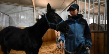 Chine: le premier cheval cloné lance une nouvelle ère pour les sports équestres