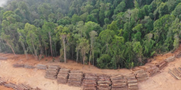 Déforestation, sécheresse: l&rsquo;Amazonie, « poumon de la Terre » , proche « d&rsquo;un point de basculement irréversible »