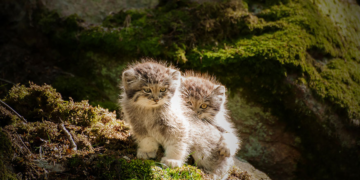 Sur l’Everest, deux chats de Pallas découverts pour la première fois