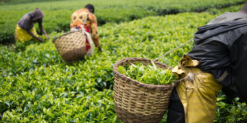 Des fabricants de thés dont Lipton mis en cause pour des abus sexuels au Kenya