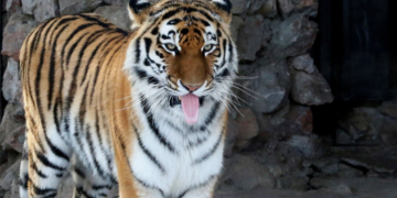 Deux tigres en liberté filmés à Johannesburg: l&rsquo;élevage intensif de grands fauves en Afrique du Sud pointé du doigt