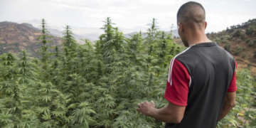 Le Maroc autorise l&rsquo;importation des premières graines de cannabis légales
