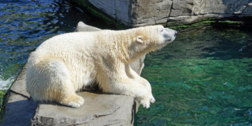Une ourse polaire meurt électrocutée au zoo de Copenhague