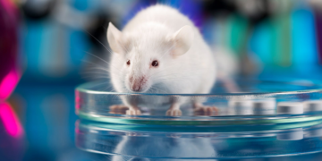 Génétique: un chercheur japonais crée des ovules à partir de cellules de souris mâles