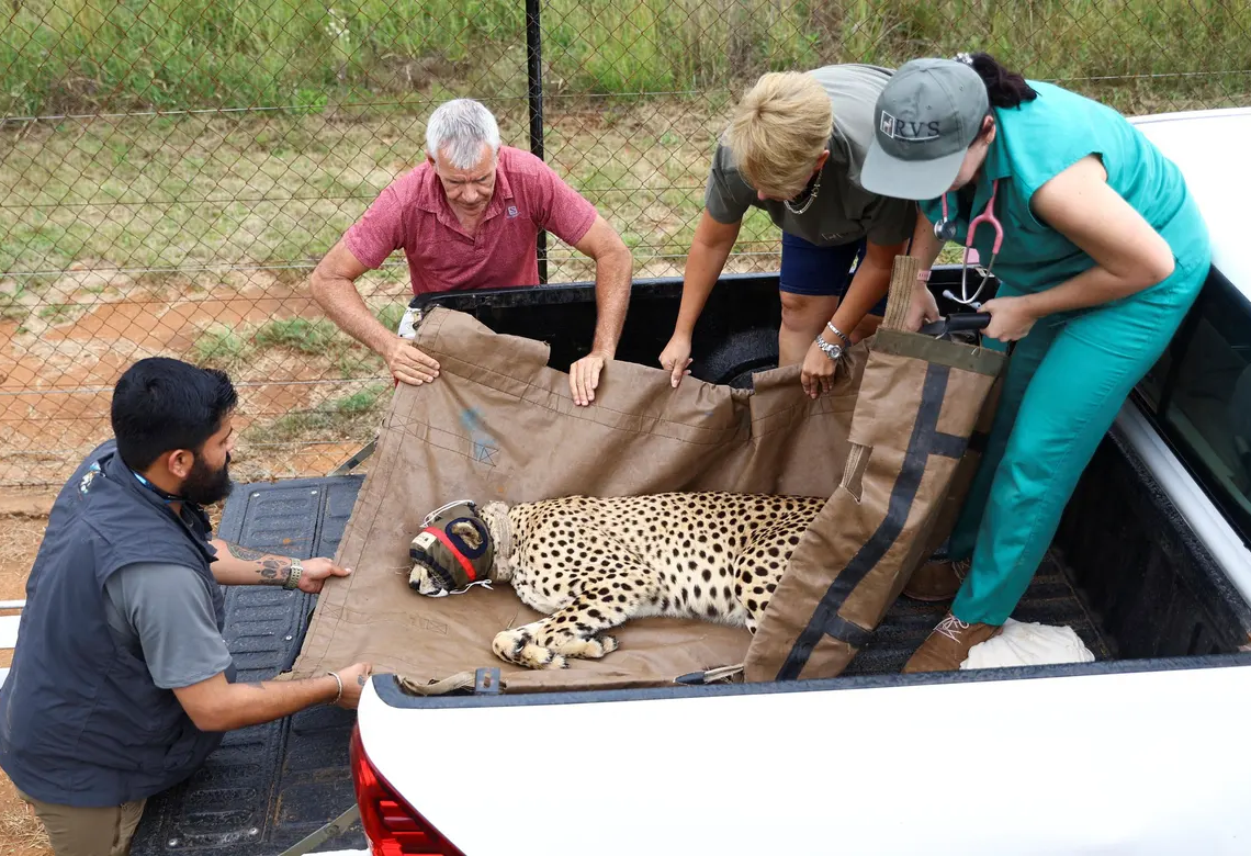 Inde: les guépards de retour dans la nature après 70 ans d’absence