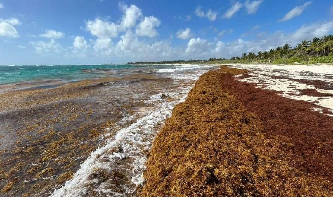 Un amas d’algues « sargasses » grand comme deux fois les États-Unis progresse rapidement vers les côtes américaines