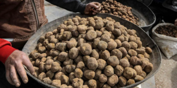 Syrie: 15 personnes qui ramassaient des truffes égorgées par l’État islamique