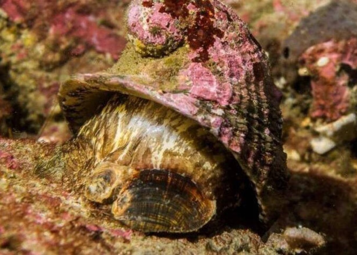 Grand vainqueur du « Concours de Mollusque 2023 »: cet escargot pourrait aider à guérir le cancer