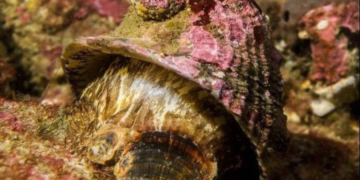 Grand vainqueur du « Concours de Mollusque 2023 »: cet escargot pourrait aider à guérir le cancer