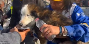 Séisme en Turquie : le chien Aleks miraculé après 23 jours dans les ruines