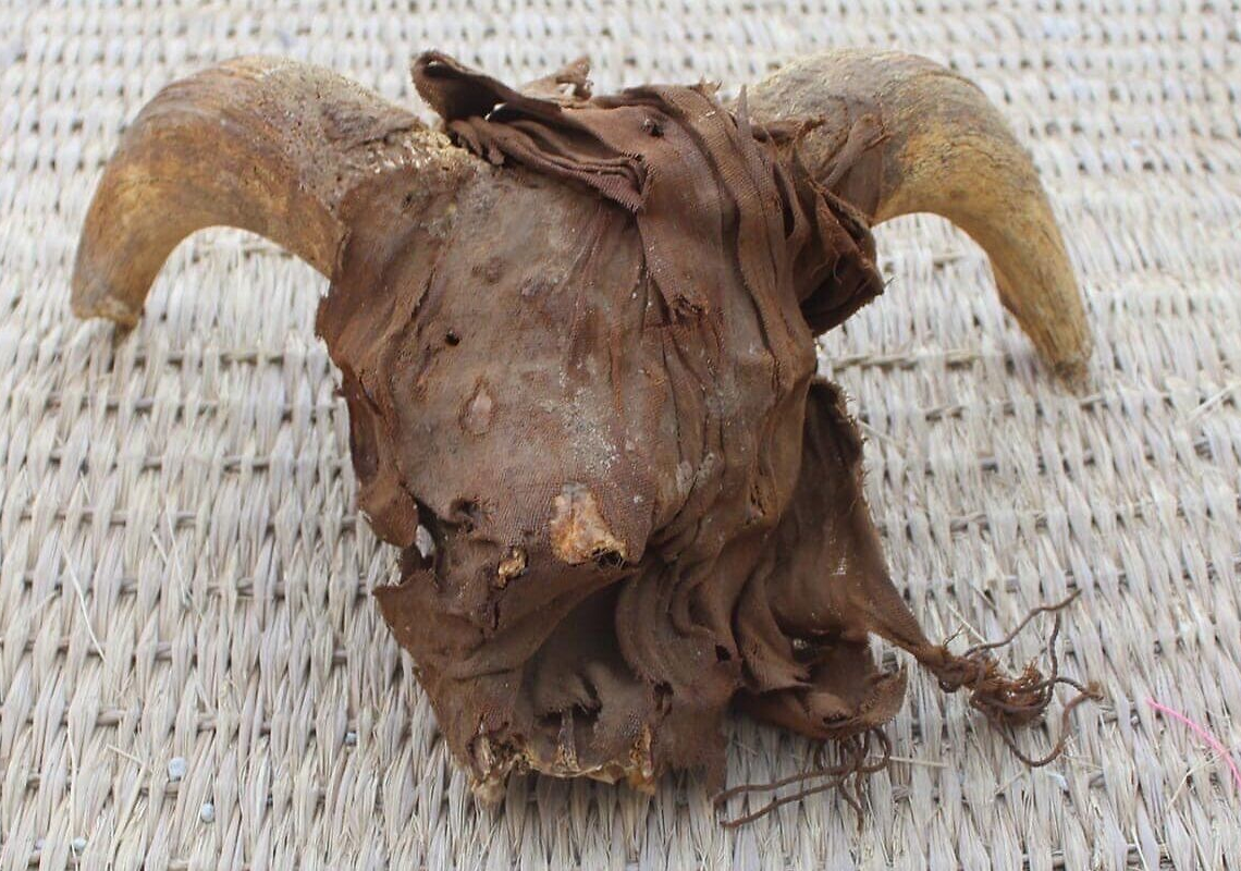 Égypte : 2 000 têtes de béliers momifiées découvertes dans le temple de Ramsès II