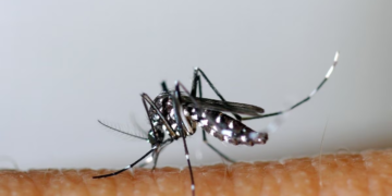 Soudan: épidémie de dengue inédite à Karthoum