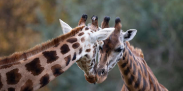 Sécheresse: les girafes meurent en masse au Kenya