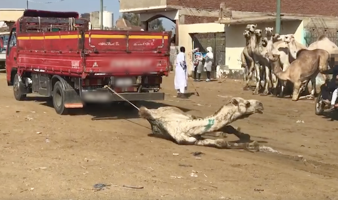 Egypte: la PETA révèle les images du calvaire que subissent les dromadaires