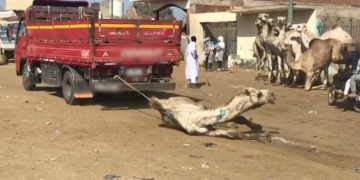 Egypte: la PETA révèle les images du calvaire que subissent les dromadaires