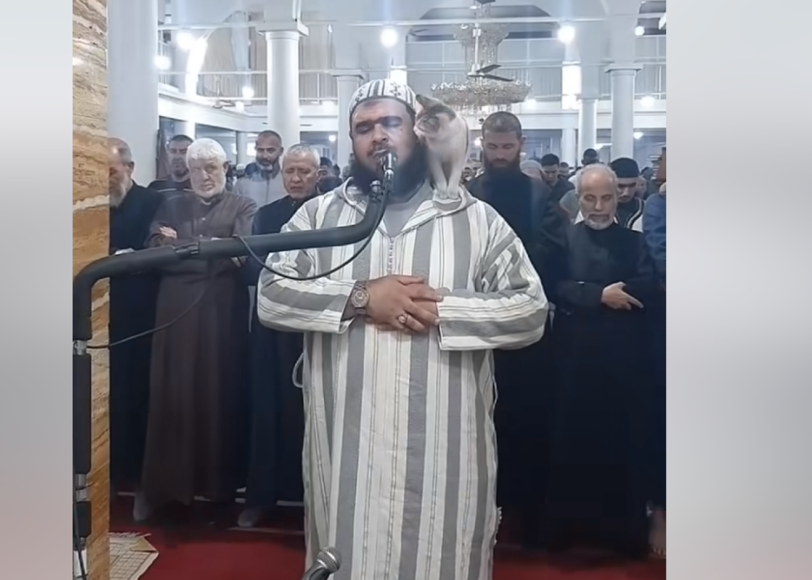 « Les chats ne sont pas impurs »: une fatwa de Dar Il Ifta valide la prière de Oualid Mehsas