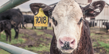 Etats-Unis: 18.000 vaches tuées dans l&rsquo;explosion d&rsquo;une ferme