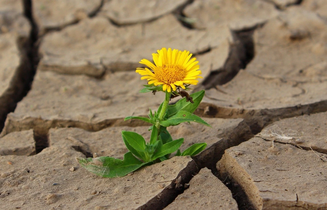 Quand elles ont soif, certaines plantes se mettraient à « crier »