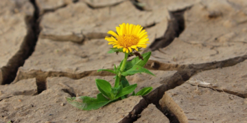 Quand elles ont soif, certaines plantes se mettraient à « crier »