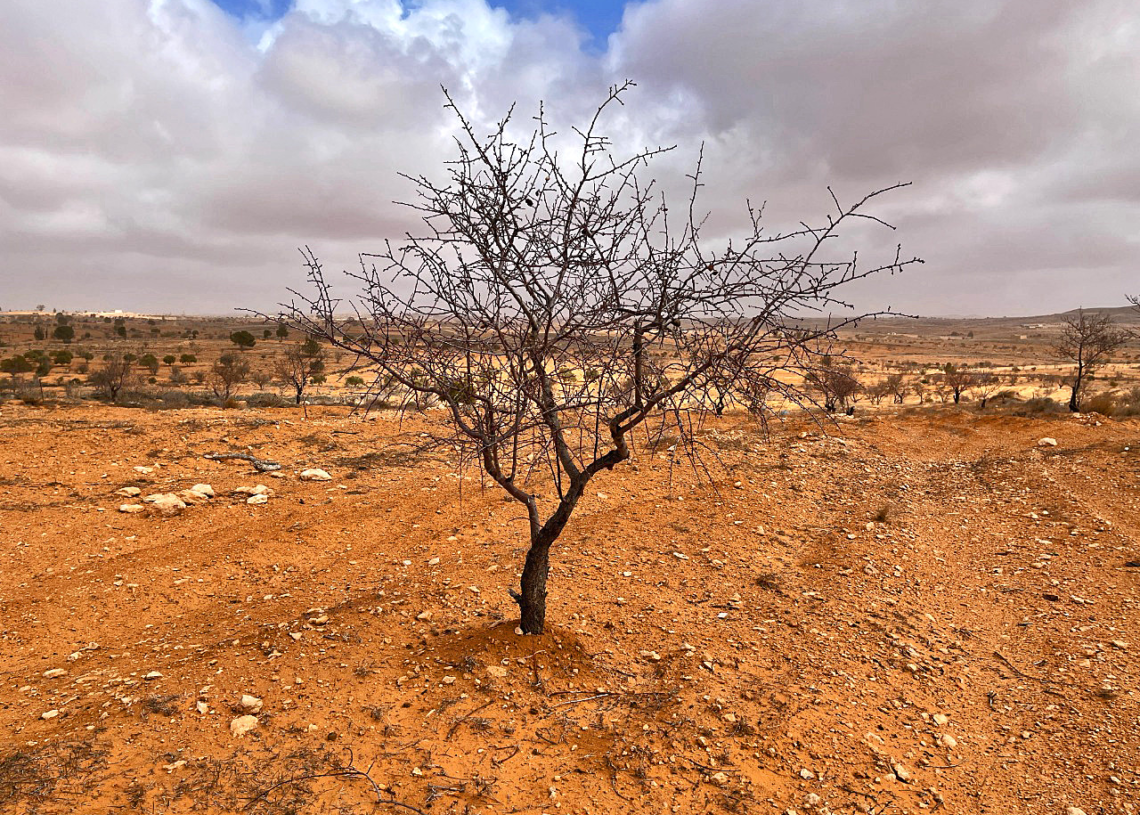 Agriculture: la sècheresse en Libye « met en péril la sécurité nationale »