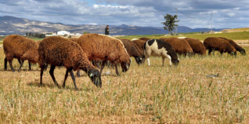 Sécheresse: une récolte de céréales « catastrophique » s&rsquo;annonce en Algérie