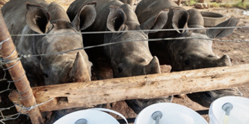 Afrique du Sud: mise aux enchères du plus grand élevage de rhinocéros au monde