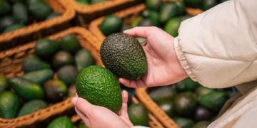 Le Maroc futur champion de l&rsquo;exportation d&rsquo;avocats?