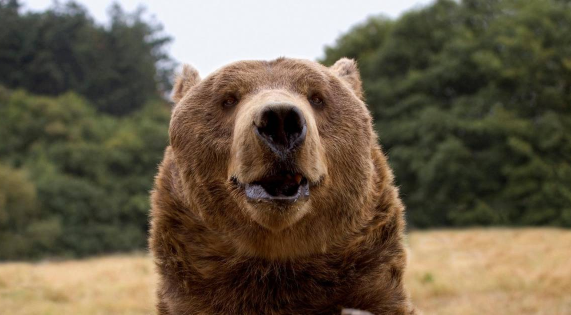 Italie: un joggeur tué par un ours rencontré sur un chemin de randonnée