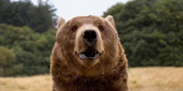 Italie: un joggeur tué par un ours rencontré sur un chemin de randonnée 