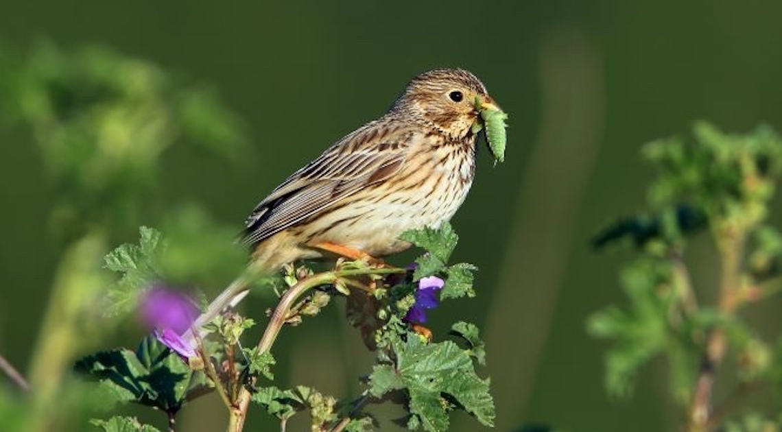 Agriculture intensive, réchauffement climatique : 800 millions d’oiseaux ont disparu en 40 ans en Europe